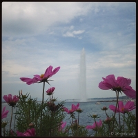 Cosmos and Fountain