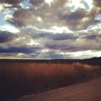 Late sun over grassland. @ Bibbenluke