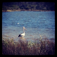 Company on our morning run