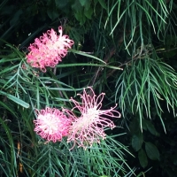 Grevillia in Our Garden