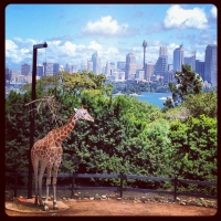 Best view in the Zoo