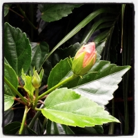 Hibiscus Buds