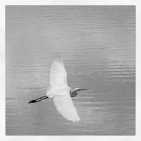 Flight