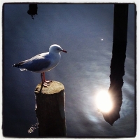 Reflections of Sunshine