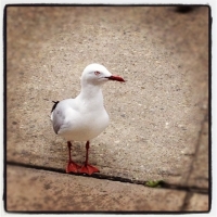 Competition for Lunch