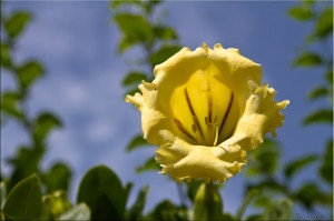 Solandra Nitida: Cup of Gold