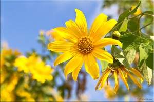 Sun-seeking Mexican sunflowers: Budding, Blooming and Fading