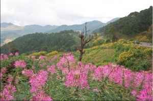 Pink and yellow flowers on Mae Hong Son hillsides