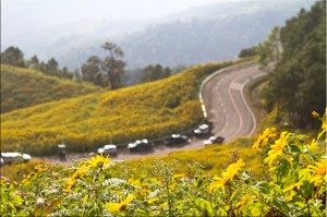 Curved road in the Mexican Sunflower fields