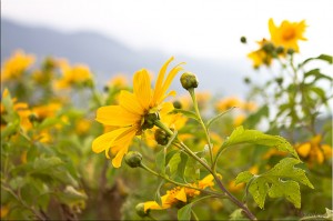 Mexican Sunflowers
