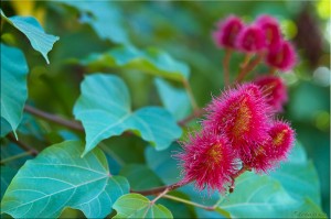 Red Bixa Orellana flowers on green leaves