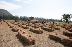 Art installation: Bales of hay with Pumpkins