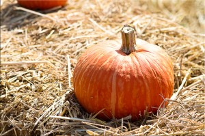 Pumpkin
