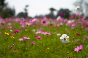 Field of Cosmos in bloom