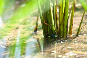 Close-up of rice growing in water