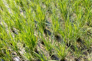 Young rice growing