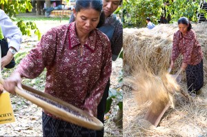 Composite: Thai woman threshing rice