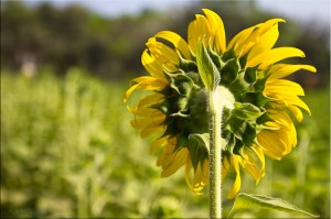 Sunflower Back