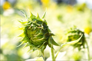 Sunflower Bud