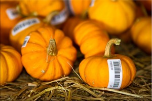 Miniature Pumpkins with Barcodes