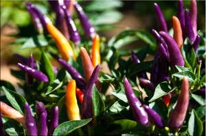 Close-up: Orange and Purple Chili Plant