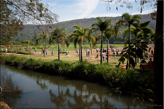 Landscape: Canal, palms, Installation Art