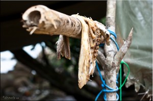 Fish drying outside on a stick