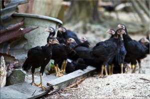 Black Chickens