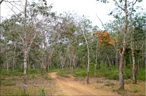 Rubber Trees