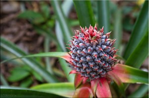 Close-up: Pineapple plant