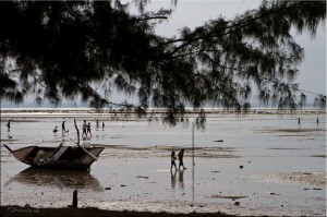 Casurinas on flat beach at low tide, Sebung Pereh, Bintan