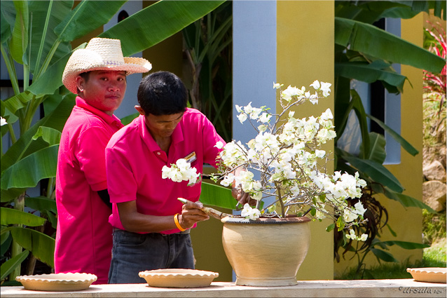 Thai males in pink polos; white bougainvillaea