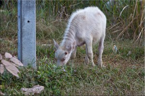 White Buffalo Calf in the Yard