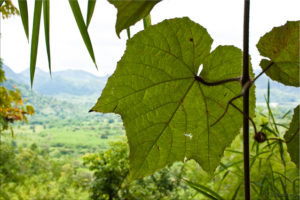 Large jungle leaf: mountains in the distance