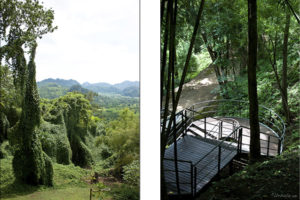 Composite: Jungle vines and Steep wooden staiway
