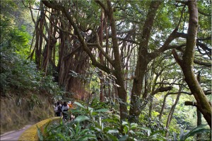 Aerial Roots of a Ficus Elastica or India Rubber Tree