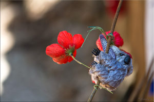 Small Hanging Koala and Red Poppies