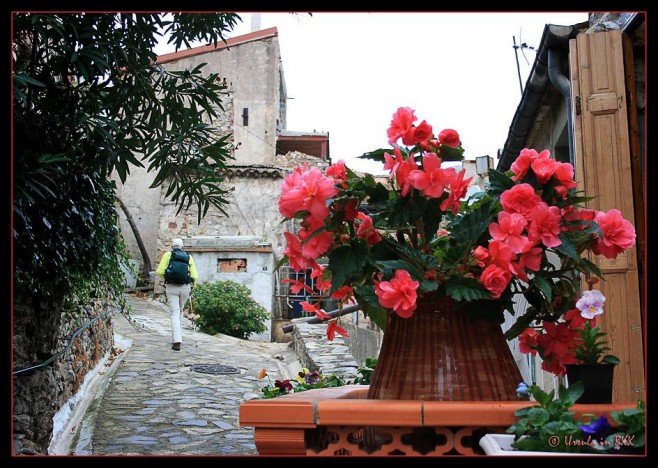 Salmon-coloured flowers outside a house on a cobbled road