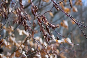 Withered oak leaves