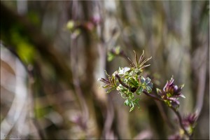 Close-up: Buds and new leaves on an elder tree