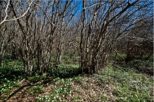 Woods in the springtime, Puy de Pariou