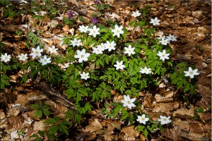 White anaenome on the forest floor, Puy de Pariou