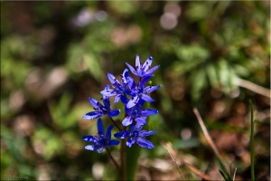 blue wildflower