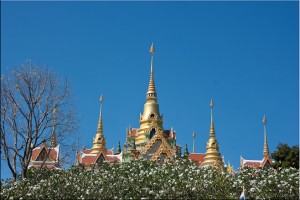Golden Spires above frangipani blossoms: Wat Thang Sai, Bangsaphan