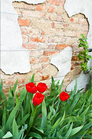 Red Tulips against peeling white paint on a brick wall