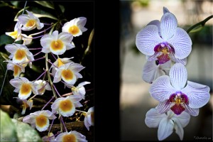 Composite: Orchids