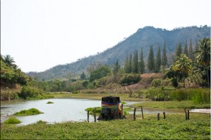 Landscape: Stump decorated with ribbons