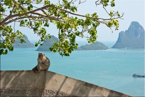 Monkey at Khao Chong Krachok, overlooking the Bay of Thailand, Prachuap Khiri Khan
