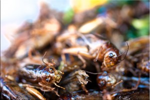 Fried Cicadas: Thai Food