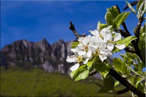 White Apple Blossoms with the rocky face of Pech de Thauze (Pod Bugarach) in the background.